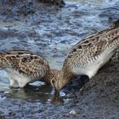 Japanese snipe. Adult pair busily feeding. Jerrabomberra Wetlands, Canberra, ACT, Australia, March 2019. Image &copy; R.M. by R.M.