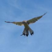 Nankeen kestrel. Adult male hovering (trained/captive bird). Raptor Domain, Kangaroo Island, Australia, September 2013. Image &copy; Alan Tennyson by Alan Tennyson