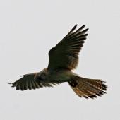 Nankeen kestrel. Adult female hovering. Norfolk Island, March 2011. Image &copy; Duncan Watson by Duncan Watson