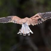 Nankeen kestrel. Adult male, hovering in strong wind, looking for prey. Norfolk Island, January 2017. Image &copy; Imogen Warren by Imogen Warren