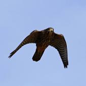 New Zealand falcon | Kārearea. Adult searching for prey. Brooklyn, Wellington, April 2016. Image &copy; Paul Le Roy by Paul Le Roy