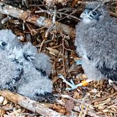 New Zealand falcon | Kārearea. Chicks on nest scrape. Kaingaroa Forest,  near Rotorua, December 2007. Image &copy; Suzi Phillips by Suzi Phillips