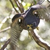New Zealand falcon | Kārearea. Female swooping to attack. Wellington, July 2011. Image &copy; Steve Attwood by Steve Attwood http://stevex2.wordpress.com/