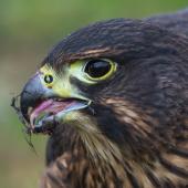 New Zealand falcon. Immature, feeding. Te Anau marina, September 2017. Image &copy; Anja Köhler by Anja Köhler