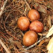 New Zealand falcon. Eggs in nest. Kaingaroa Forest,  near Rotorua, November 2006. Image &copy; Andrew Thomas by Andrew Thomas