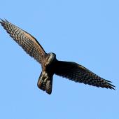 New Zealand falcon. Immature. Wanganui, June 2011. Image &copy; Ormond Torr by Ormond Torr