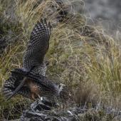 New Zealand falcon | Kārearea. Pair mating. Wanaka, October 2021. Image &copy; Oscar Thomas by Oscar Thomas www.oscarthomas.nz