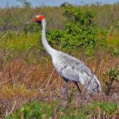 Unidentified crane. Adult brolga. Adelaide River, Darwin area, June 2006. Image &copy; Roger Smith by Roger Smith