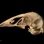 North Island adzebill. Skull (lateral). Te Papa OR.008321. Martinborough. Image &copy; Te Papa by Te Papa