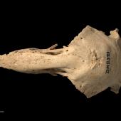 North Island adzebill. Skull (dorsal). Te Papa OR.008321. Martinborough. Image &copy; Te Papa by Te Papa