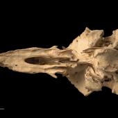 North Island adzebill. Skull (ventral). Te Papa OR.008321. Martinborough. Image &copy; Te Papa by Te Papa