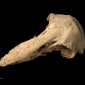North Island adzebill. Skull (oblique). Te Papa OR.008321. Martinborough. Image &copy; Te Papa by Te Papa