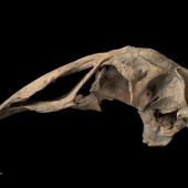 South Island adzebill. Skull (lateral). Te Papa S.023264. Herbert. Image &copy; Te Papa by Te Papa