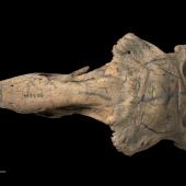 South Island adzebill | Ngutu hahau. Skull (dorsal). Te Papa S.023264. Herbert. Image &copy; Te Papa by Te Papa
