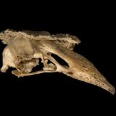 South Island adzebill. Skull (oblique). Te Papa S.038212. Megamania Cave, Gunner River, Northwest Nelson. Image &copy; Te Papa by Te Papa