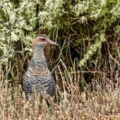 Banded rail | Moho pererū. Adult. Shakespear Regional Park, Auckland, October 2017. Image &copy; Donald Snook by Donald Snook