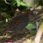 Banded rail | Moho pererū. Adult. Kundy Island, Stewart Island, March 2011. Image &copy; Colin Miskelly by Colin Miskelly