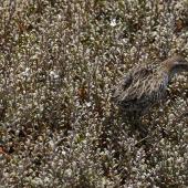 Banded rail. Adult well-camouflaged in salt-marsh vegetation. Marahau Beach, Tasman Bay, January 2014. Image &copy; David Rintoul by David Rintoul