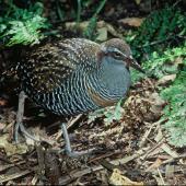 Banded rail | Moho pererū. Adult. . Image &copy; Department of Conservation (image ref: 10033341) by Dick Veitch, Department of Conservation Courtesy of Department of Conservation