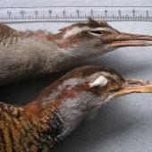 Dieffenbach's rail | Moeriki. Holotype specimen lateral head view (with banded rail above) in Tring Museum NHM 1842.9.29.12. Chatham Island. Image &copy; Alan Tennyson & the Natural History Museum by Alan Tennyson