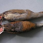 Dieffenbach's rail | Moeriki. Holotype specimen ventral view (with banded rail above) in Tring Museum NHM 1842.9.29.12. Chatham Island. Image &copy; Alan Tennyson & the Natural History Museum by Alan Tennyson