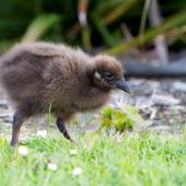 Weka. Western weka chick. Westport, December 2013. Image &copy; Laurie Ross by Laurie Ross Courtesy of Laurie Ross Photography - http://laurieross.com.au/