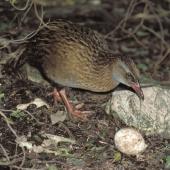 Weka. Adult eating Fiordland crested penguin egg. Open Bay Islands, August 1985. Image &copy; Colin Miskelly by Colin Miskelly