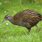 Weka. Adult North Island weka. Orongo Bay, Russell, September 2014. Image &copy; Les Feasey by Les Feasey