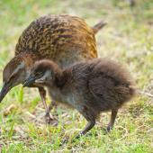 Weka. North Island chick with adult. Orongo Bay, Russell, November 2014. Image &copy; Les Feasey by Les Feasey