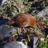Weka. Adult Stewart Island weka. Jacky Lee Island, March 2012. Image &copy; Colin Miskelly by Colin Miskelly