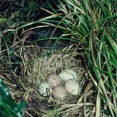 Weka. Nest with 5 eggs. Kapiti Island, November 1983. Image &copy; Department of Conservation (image ref: 10028824) by Phil Clerke, Department of Conservation Courtesy of Department of Conservation