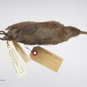 Chatham Island rail | Mātirakahu. Adult, obtained from American Museum of Natural History (Rothschild Collection) by exchange. Specimen registration no. OR.027320; image no. MA_I264487. Mangere Island, Chatham Islands. Image &copy; Te Papa See Te Papa website: http://collections.tepapa.govt.nz/objectdetails.aspx?irn=665957&amp;term=OR.027320