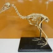 Hawkins' rail | Mehonui. Mounted fossil skeleton (Te Papa NMNZ OR.7936). Chatham Islands. Image &copy; Alan Tennyson by Alan Tennyson