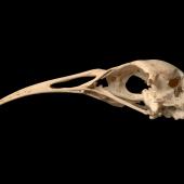Hawkins' rail | Mehonui. Skull (lateral).Te Papa OR.007967. Chatham Islands. Image &copy; Te Papa