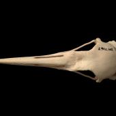 Hawkins' rail | Mehonui. Skull (dorsal).Te Papa OR.007967. Chatham Islands. Image &copy; Te Papa