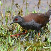 Spotless crake | Pūweto. Adult hunting insects. Pauatahanui Inlet, November 2022. Image &copy; Paul Le Roy by Paul Le Roy