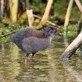 Spotless crake | Pūweto. Juvenile starting to show colour. Pauatahanui Inlet, January 2023. Image &copy; Paul Le Roy by Paul Le Roy