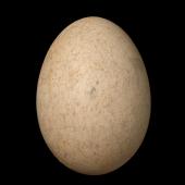 Spotless crake | Pūweto. Egg 30.5 x 22.1 mm (NMNZ OR.007230). Denham Bay, Raoul Island, Kermadec Islands, November 1909. Image &copy; Te Papa by Jean-Claude Stahl