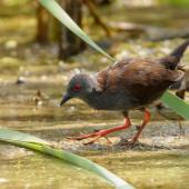 Spotless crake. Adult foraging. Pauatahanui Inlet, January 2019. Image &copy; Roger Smith by Roger Smith