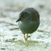 Spotless crake | Pūweto. Adult foraging. Pauatahanui Inlet, Wellington, February 2019. Image &copy; Kate Beer by Kate Beer
