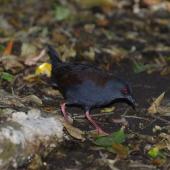 Spotless crake. Adult under forest. Aorangi Island, Poor Knights Islands, February 2013. Image &copy; Colin Miskelly by Colin Miskelly