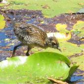 Marsh crake. Chick c.2 weeks old. Mangapoike Rd, 23 km from Wairoa, January 2016. Image &copy; Ian Campbell by Ian Campbell
