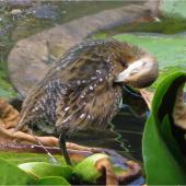  Marsh crake | Kotoreke. Chick c.4 weeks old preening. Mangapoike Rd, 23 km from Wairoa, January 2016. Image &copy; Ian  Campbell by Ian  Campbell