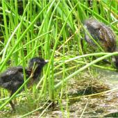 Marsh crake. Two c.1-week-old chicks. Mangapoike Rd, 23 km from Wairoa, January 2016. Image &copy; Mary & Ian Campbell by Mary & Ian Campbell