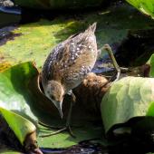 Marsh crake. Juvenile, approximately 3 weeks old. Mangapoike Rd, 23 km from Wairoa, January 2016. Image &copy; Ian and Mary Campbell by Ian Campbell