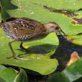 Marsh crake. Three week old juvenile hunting for aquatic insects. Mangapoike Rd, 23 km from Wairoa. Image &copy; Ian and Mary Campbell by Ian Campbell