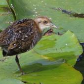 Marsh crake. 3 week old juvenile standing on one leg. Mangapoike Rd, 23 km from Wairoa, January 2016. Image &copy; Ian and Mary Campbell by Ian Campbell