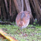 Marsh crake. Juvenile c.5 weeks old. Red eyes of adult beginning to show. Swamp, Mangapoike Rd, Wairoa, January 2016. Image &copy; Ian Campbell by Ian Campbell