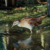 Marsh crake. Adult. Boggy Pond, Lake Wairarapa. Image &copy; Department of Conservation (image ref: 10031400) by Peter Moore, Department of Conservation Courtesy of Department of Conservation