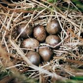  Marsh crake | Kotoreke. Nest with 7 eggs. . Image &copy; Department of Conservation (image ref: 10048678) by Department of Conservation Courtesy of Department of Conservation